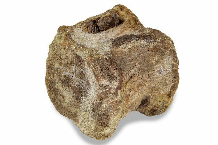 Hadrosaur (Edmontosaurus) Caudal Vertebra - South Dakota #242872